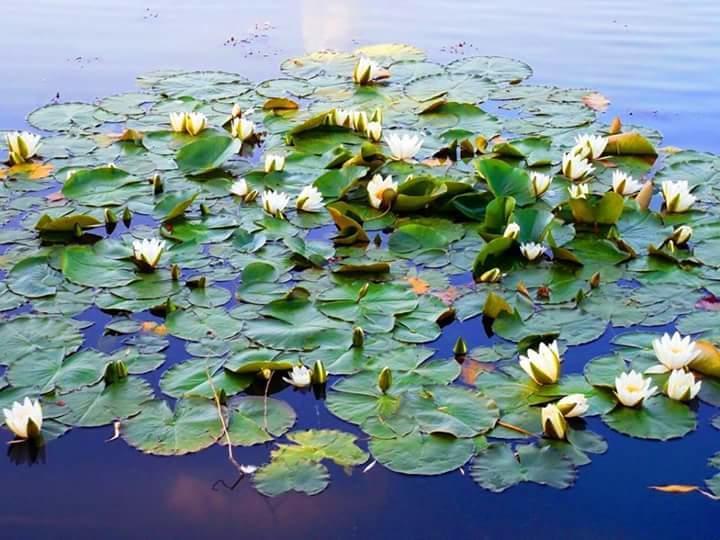 Pensiunea Cristal ทูลเซีย ภายนอก รูปภาพ